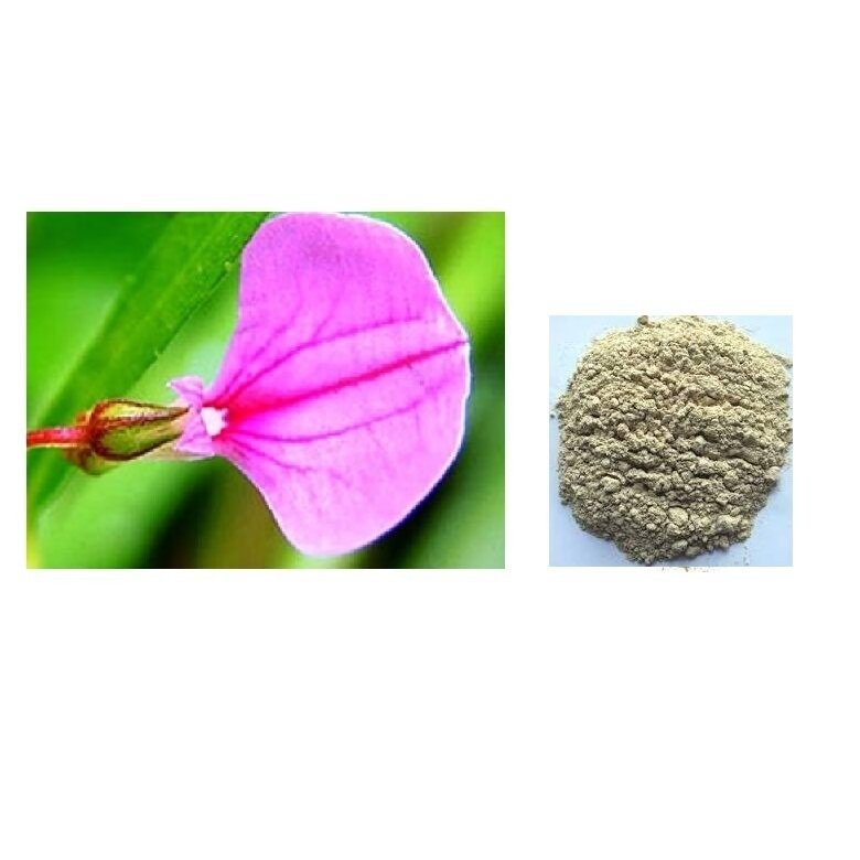 ORITHAL THAMARAI (Ionidium Suffruticosum | Hybanthus Enneaspermus)