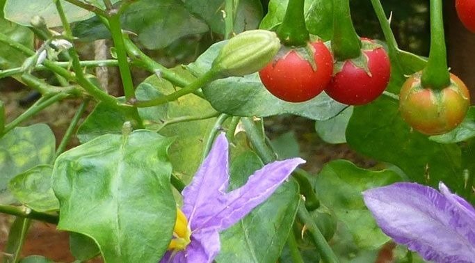THOOTHUVALAI (Solanum Trilobatum)