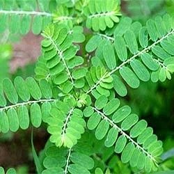 KEELANELLI (PHYLLANTHUS NIRURI)