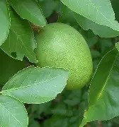 VILVAM (AEGLE MARMELOS)